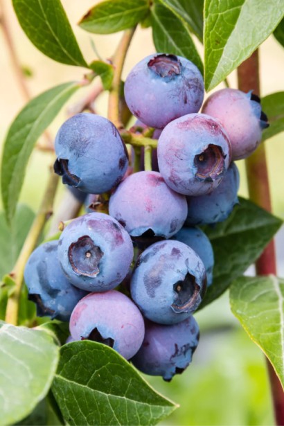 Лохина високоросла Патріот | Vaccinium corymbosum Patriot | Голубика высокорослая Патриот